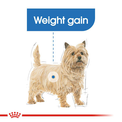 کاهش وزن سگ با غذا خشک رویال کنین light weight