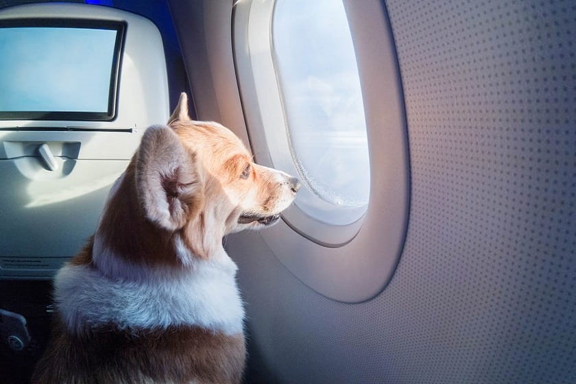 ارسال سگ و گربه با هواپیما