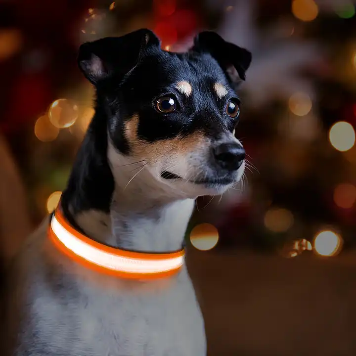 قلاده led برزنتی قابل شارژ