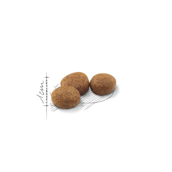 غذای خشک گربه عقیم شده رویال کنین Royal Canin Regular Sterilised