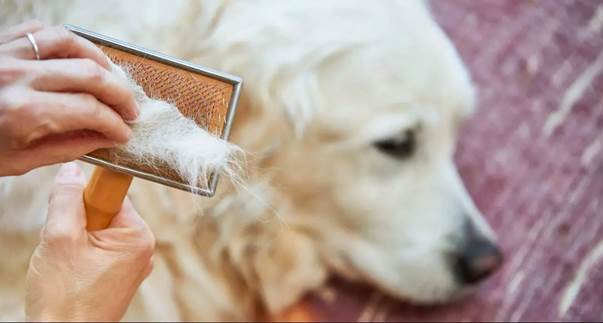 درمان ریزش مو سگ
