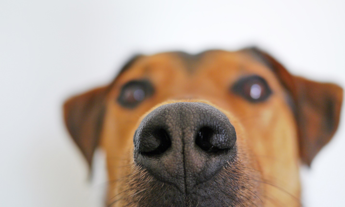 از قدرت بویایی سگ بدانید