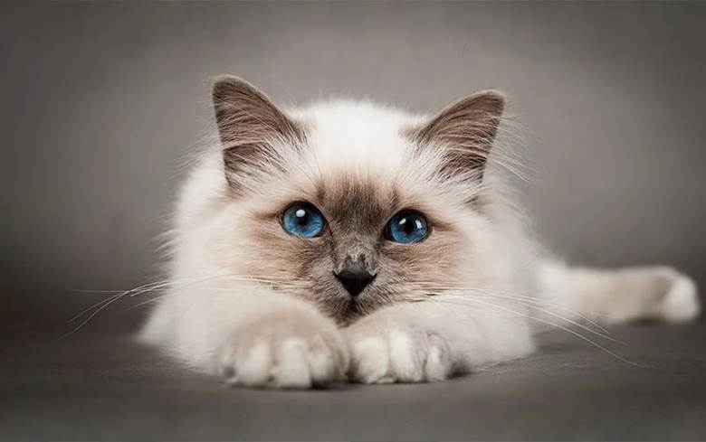 نژاد بیرمن (Birman)