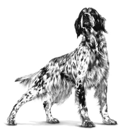 غذای خشک سگ مدل هایپوآلرژنیک رویال کنین royal canin hypoallergenic