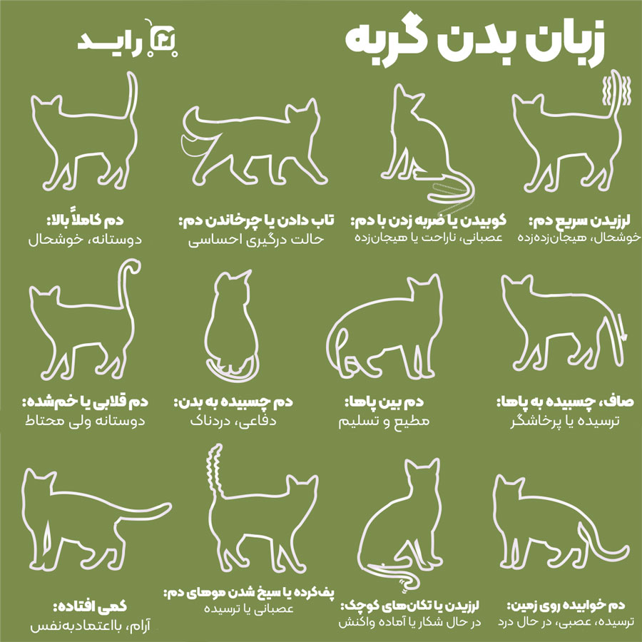 زبان بدن گربه