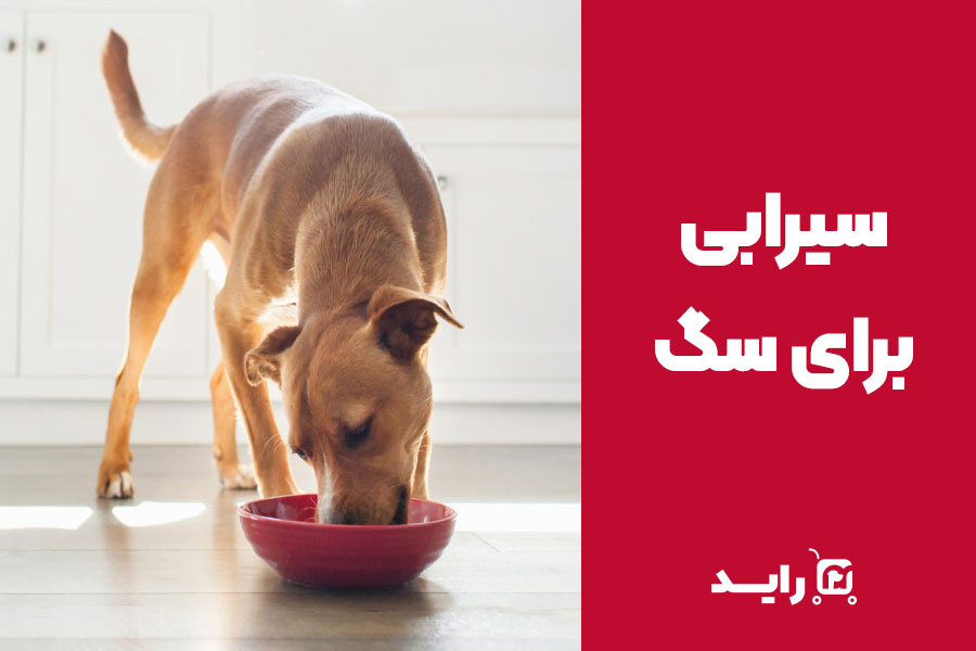 آیا سیرابی برای سگ مفید است؟