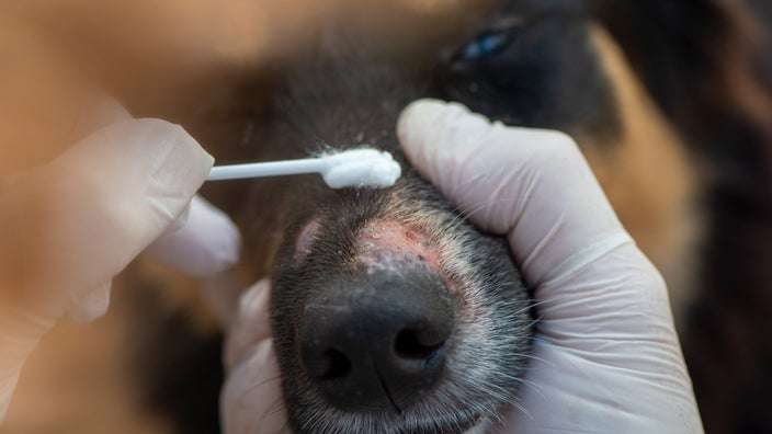 درمان قارچ پوستی در سگ ها 