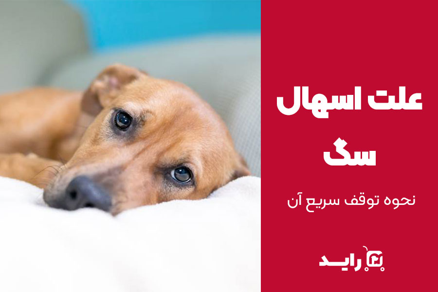 علت اسهال سگ و نحوه توقف سریع آن