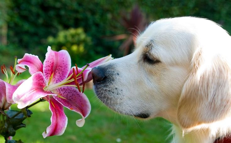 بویایی سگ ها
