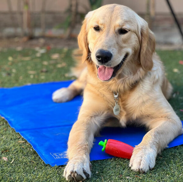 مت خنک کننده ام پتس مخصوص سگ و گربه mpets cooling mat