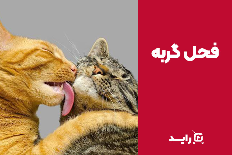 فحل شدن گربه چگونه است؟