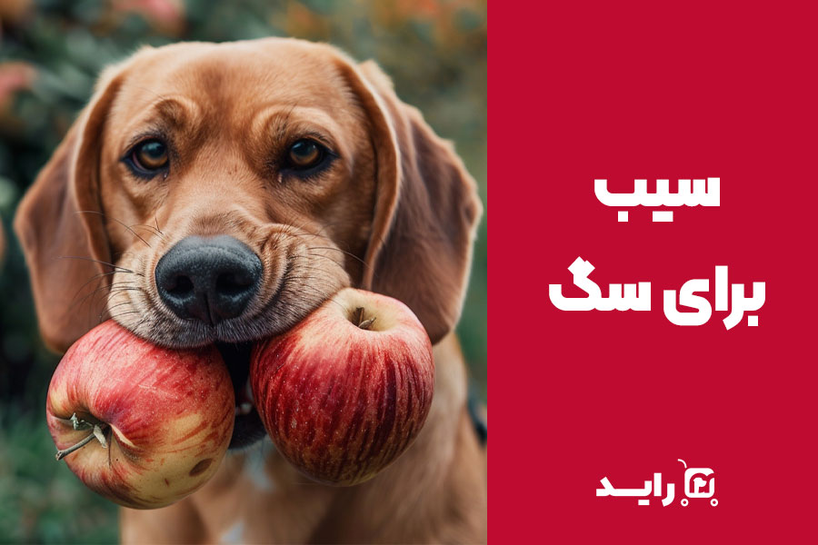 آیا سیب برای سگ مفید است؟