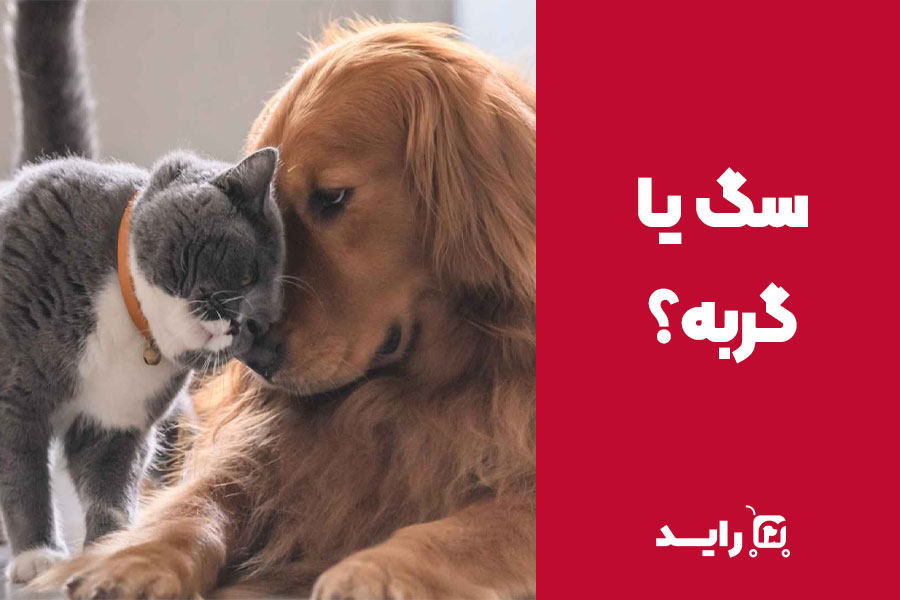 سگ یا گربه | مقایسه خصوصیات رفتاری برای نگهداری در خانه