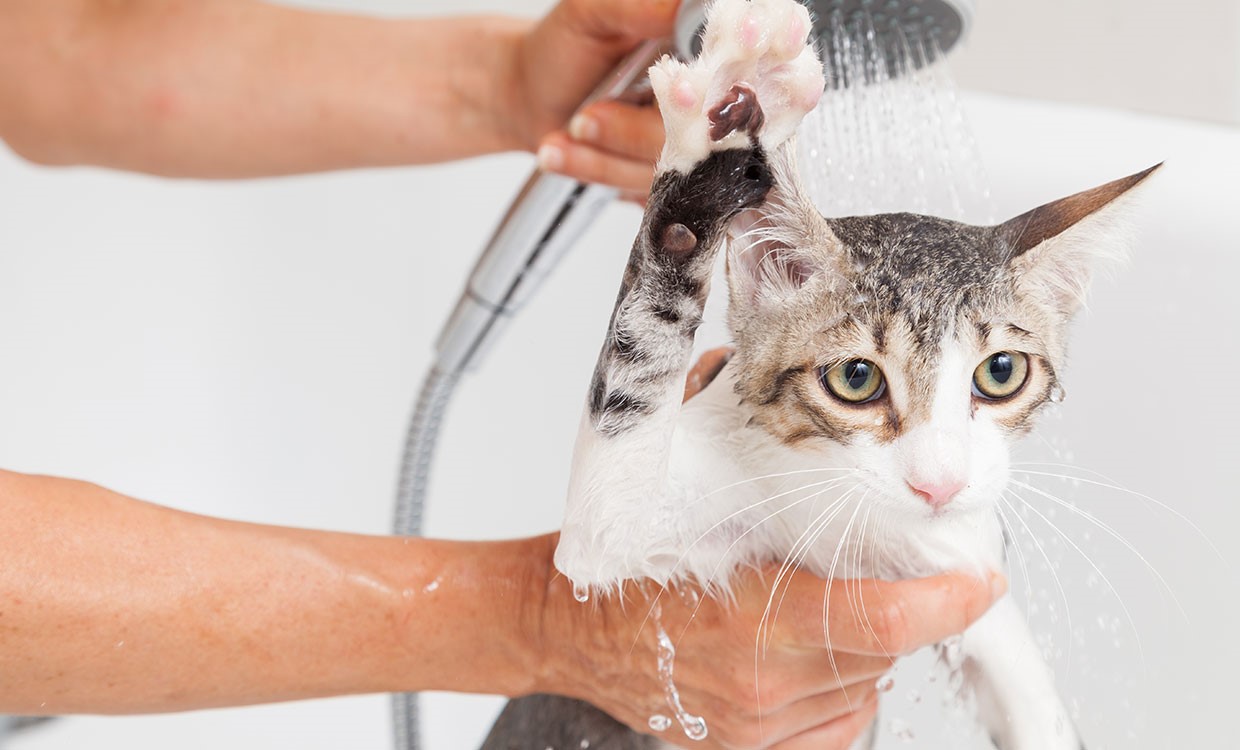شستن گربه با شامپو