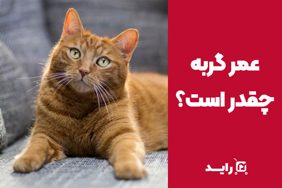 عمر گربه  چقدر است؟