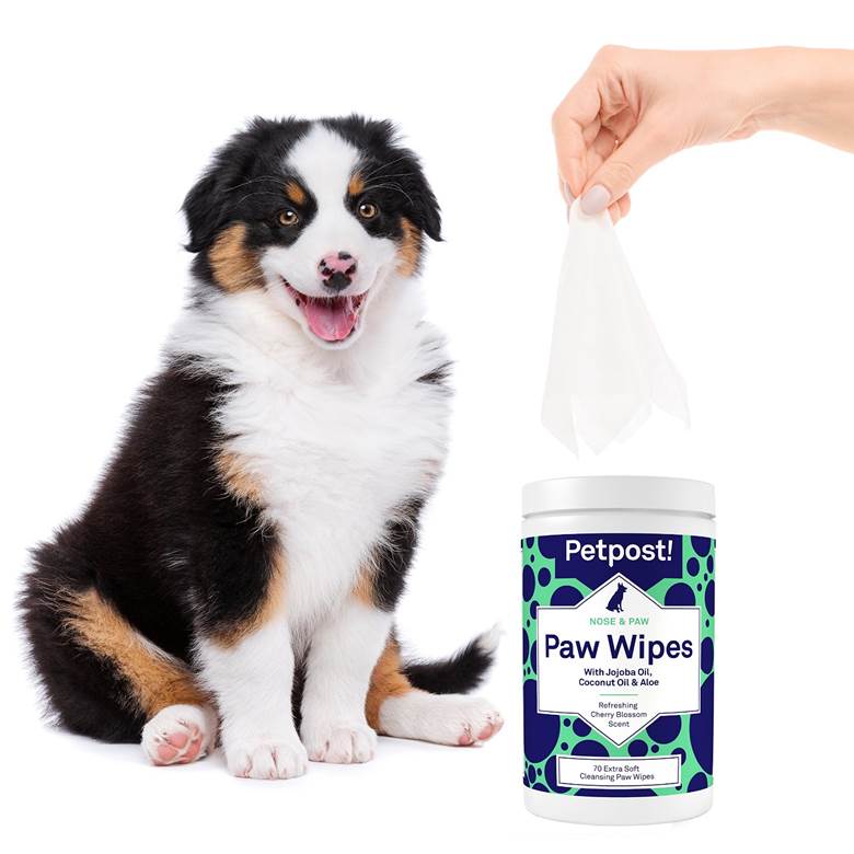 خرید دستمال مرطوب برای سگ