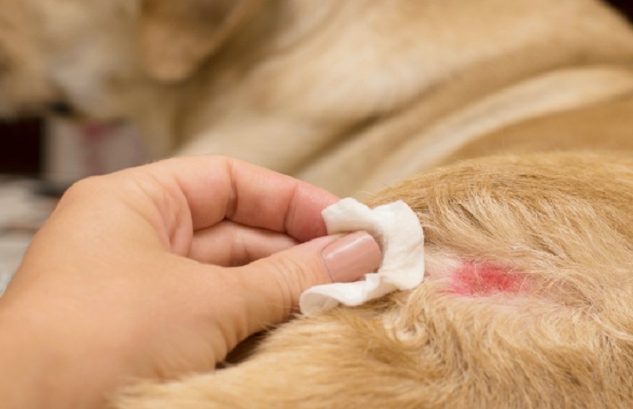 آشنایی با خطرات کنه سگ بر سلامت پوست