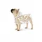 بارونی شفاف کلاهدار