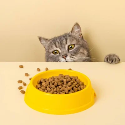 غذا خشک گربه